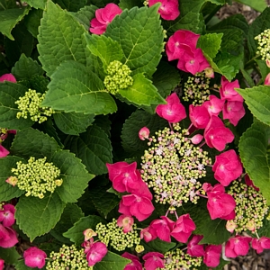 Hydrangea Cherry Explosion